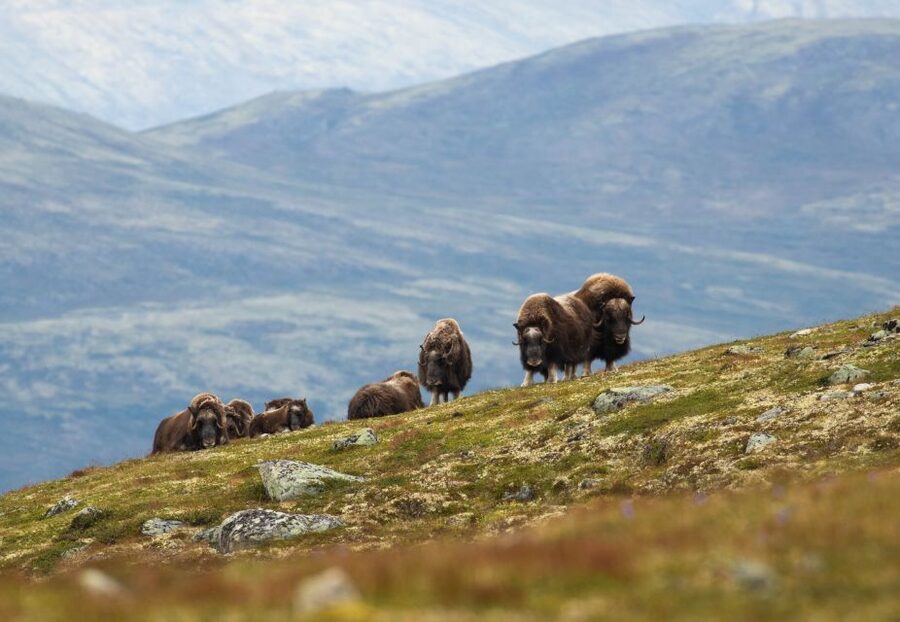 Dovrefjell National Park: Hiking Tour and Musk Ox Safari - Dovrefjell National Park and Musk Ox: Why This Tour Feels Real