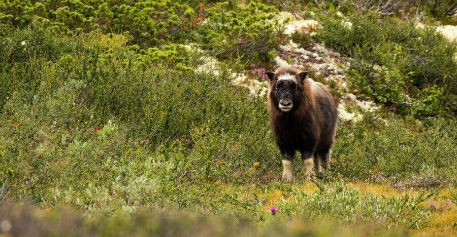 Dovrefjell National Park: Hiking Tour and Musk Ox Safari - From Office to Wilderness: What Stop 2 Actually Looks Like