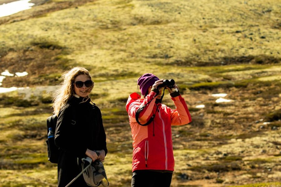 Dovrefjell National Park: Hiking Tour and Musk Ox Safari - The Musk Ox Spotting Game: How the 200 m Rule Changes Your Day