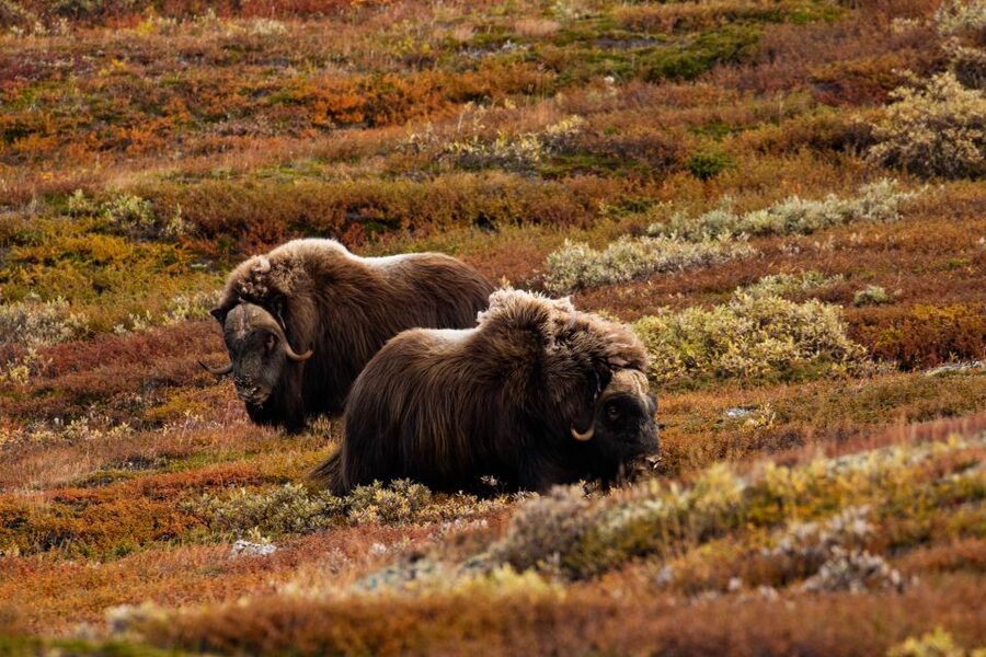 Dovrefjell National Park: Hiking Tour and Musk Ox Safari - Wildlife and Weather: What You’re Really Planning For