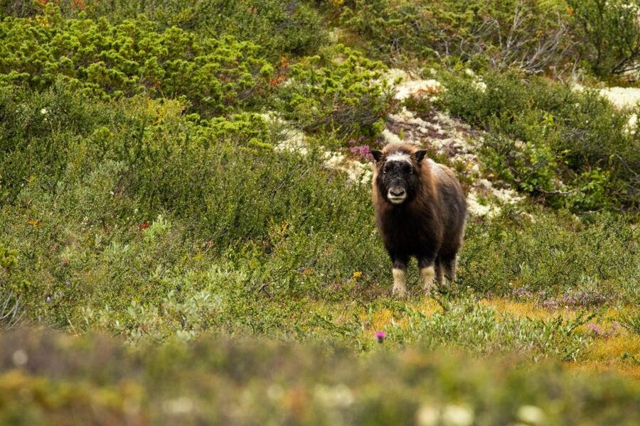 Dovrefjell National Park: Hiking Tour and Musk Ox Safari - The Value of a $64 Price: What You Pay For (and What You Don’t)