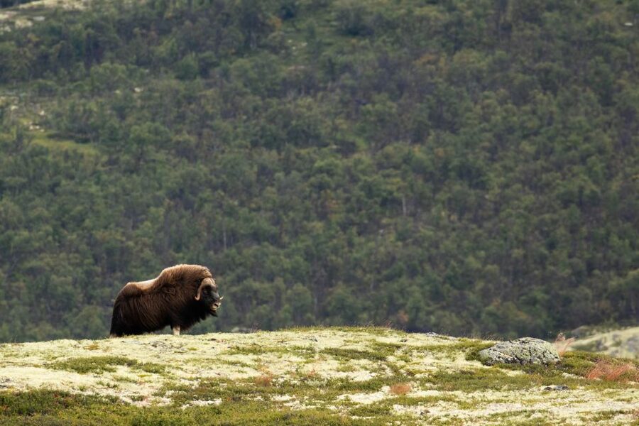 Dovrefjell National Park: Hiking Tour and Musk Ox Safari - Should You Book the Dovrefjell Musk Ox Hiking Safari?