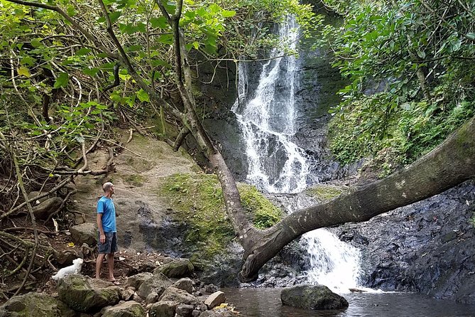 Downhill Bike and Ko'olau Waterfall Hike Tour - The rainforest hike to the waterfall: what you’re walking through