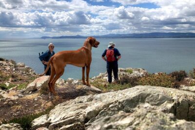 Dublin Coastal Hike with Howth Adventures - Harbor Seals and St Mary’s Abbey: How the Day Builds from Village to Coast