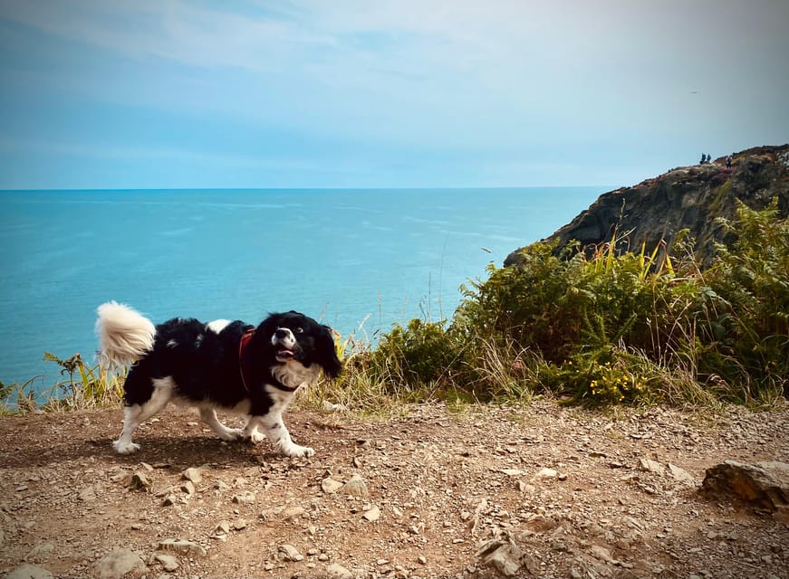 Dublin: Dublin Coastal Hike and Pints & Puppies - Dublin Bay panoramas and the fun of seal-spotting