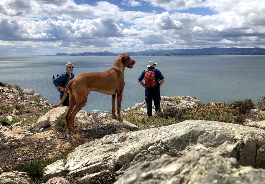 Dublin: Howth Coastal Hiking Tour - Key points before you go