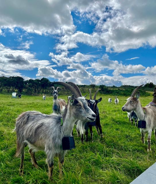 Dublin: Howth Safari Hiking Tour - The cliff viewpoint and Baily Lighthouse: the payoff for your steady pace