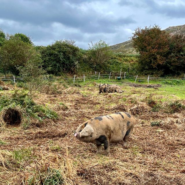Dublin: Howth Safari Hiking Tour - Price and value: where the $67 actually lands
