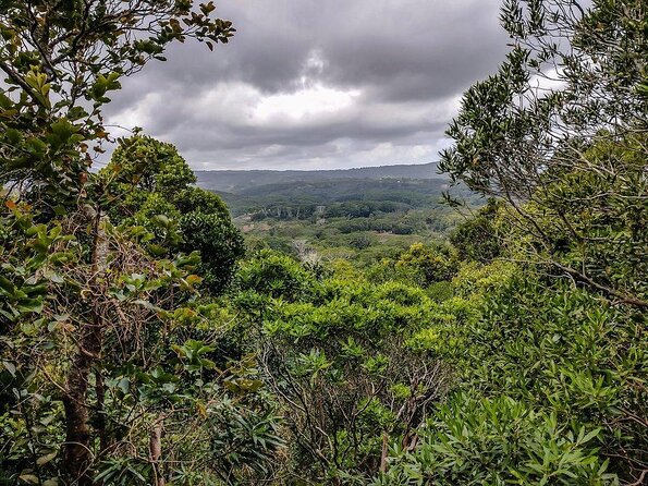 Ebony Forest Reserve Chamarel - Take a Hike Tour - Key things to know before you go