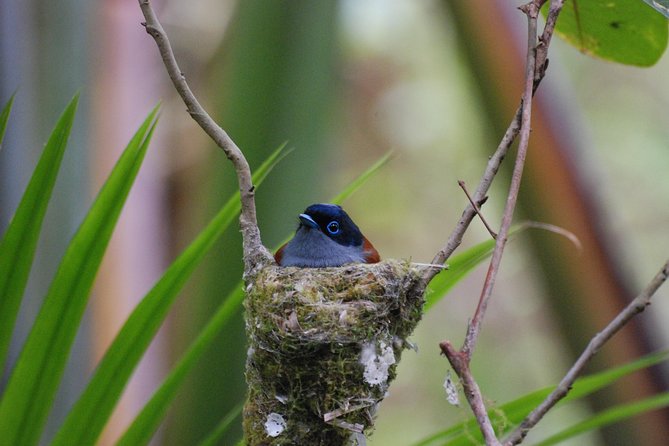 Ebony Forest Reserve Chamarel - Take a Hike Tour - The itinerary in real life: visitor centre, jeep rides, and the Flycatcher walkway