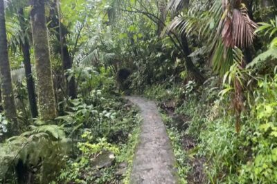 El Yunque Rainforest Hike with Transport from San Juan - Your guide matters: Luis and Diana’s rainforest style