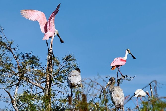 Everglades National Park Biologist Led Adventure: Cruise, Hike + Airboat - Stop 4: Big Cypress National Preserve walk and remote narrated drive