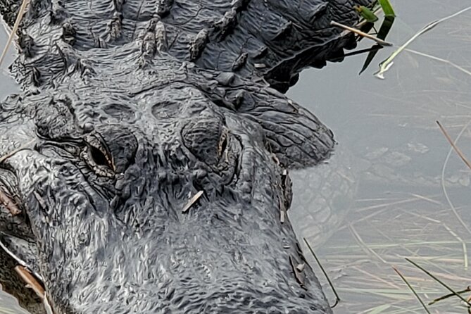 Everglades National Park Naturalist Led Hike, 2 Boat Trips + More - Getting There From Naples and Marco Island Without Feeling Rushed