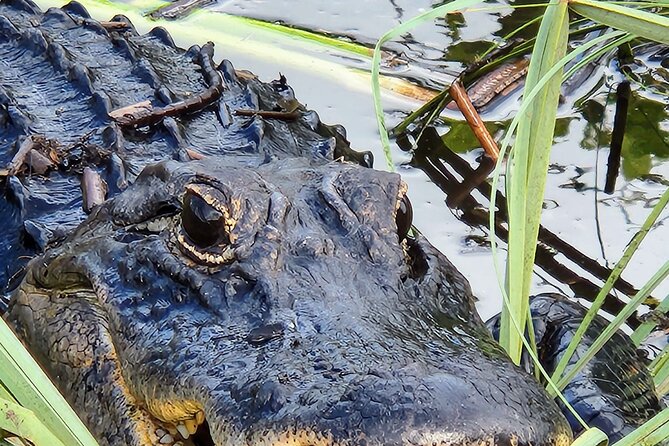 Everglades National Park Naturalist Led Hike, 2 Boat Trips + More - Everglades City, Smallwood Store, and Lunch From a Local Spot