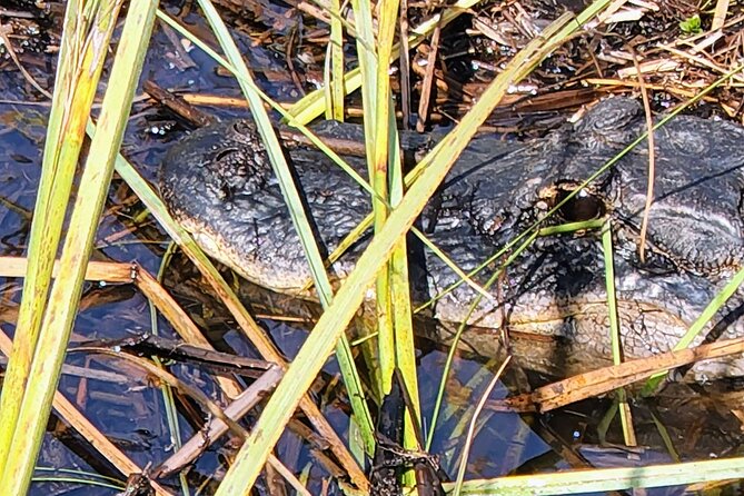 Everglades National Park Naturalist Led Hike, 2 Boat Trips + More - Chokoloskee Bay and the 10,000 Islands Boat Ride for Manatees, Dolphins, and Spoonbills