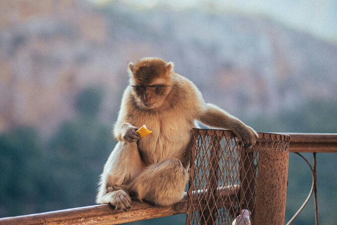 Explore Ouzoud waterfalls Marrakech Guided Hike & Boat Experience - The guided walk around the falls: trails, spray, and monkeys