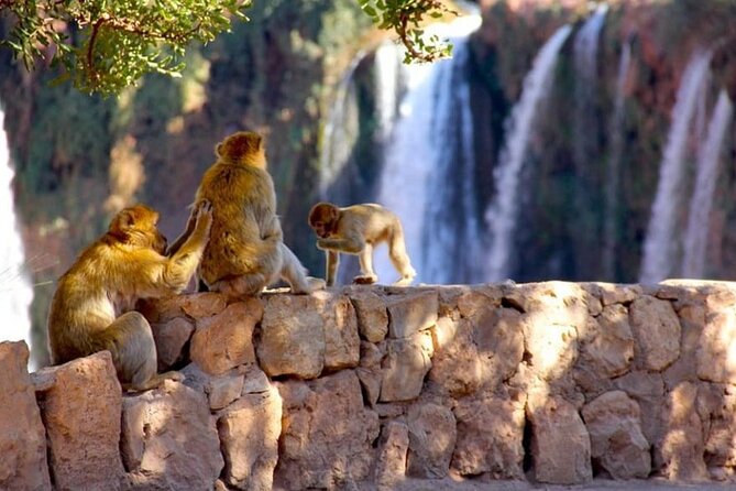 Explore Ouzoud waterfalls Marrakech Guided Hike & Boat Experience - The drive back to Marrakech: Tamlalte again, then done
