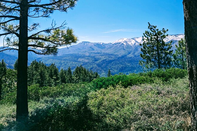 Family-Friendly Nature Hike around the Big Bear Valley - Forest critters: tracks, owl pellets, and story time that sticks