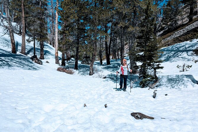 Family-Friendly Nature Hike around the Big Bear Valley - Price and value: is $37 worth 90 minutes in Big Bear?