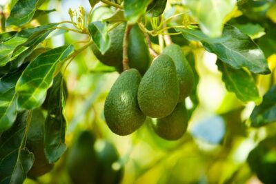 Frigiliana Small-Group Hike and Wine Tasting Tour from Malaga - The Frigiliana Approach: Avocado Country, Village Crossings, And The Irrigation Canal