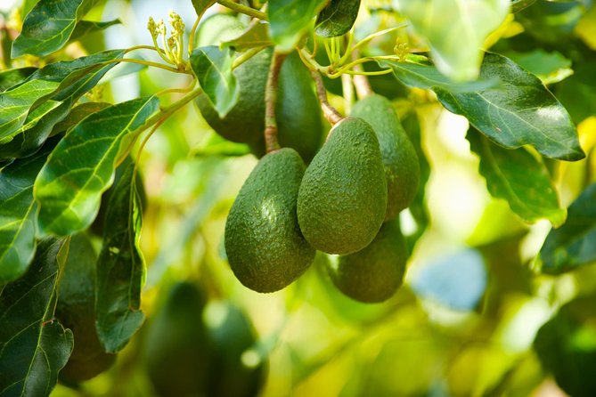 Frigiliana Small-Group Hike and Wine Tasting Tour from Malaga - The Frigiliana Approach: Avocado Country, Village Crossings, And The Irrigation Canal