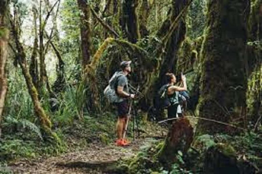 From Arusha/Moshi: Kilimanjaro Hike Marangu Route Day Trip - Marangu Route day hike: what the 8–10 hours really feel like