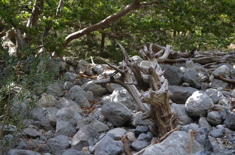 From Chania: Samaria Gorge Hike with Local Mountain Guide - Price and value: what $36 gets you, and what costs extra