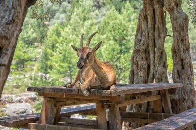 From Chania: Samaria Gorge with Professional Hiking Guide - Your Full-Day Timeline: Early Pickup, Downhill Hike, Beach, Boat, Back to Chania