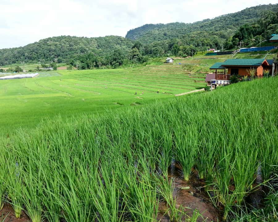 From Chiang Mai: Doi Inthanon National Park Day Trip & Hike - Angka Nature Trail: your rainforest warm-up walk