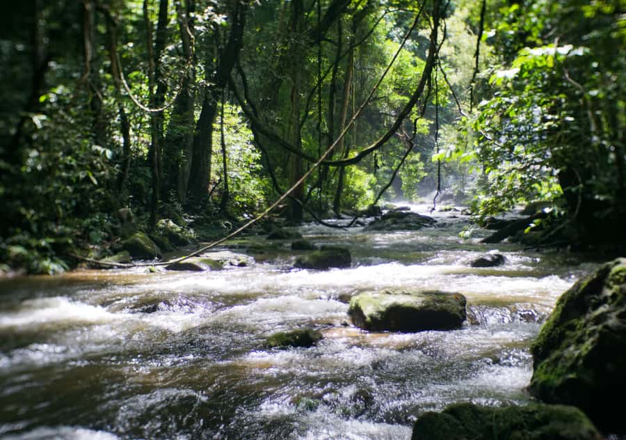 From Chiang Mai: Doi Inthanon National Park Day Trip & Hike - Pha Dok Siew Nature Trail: the 2-hour hike that’s about rice and plants