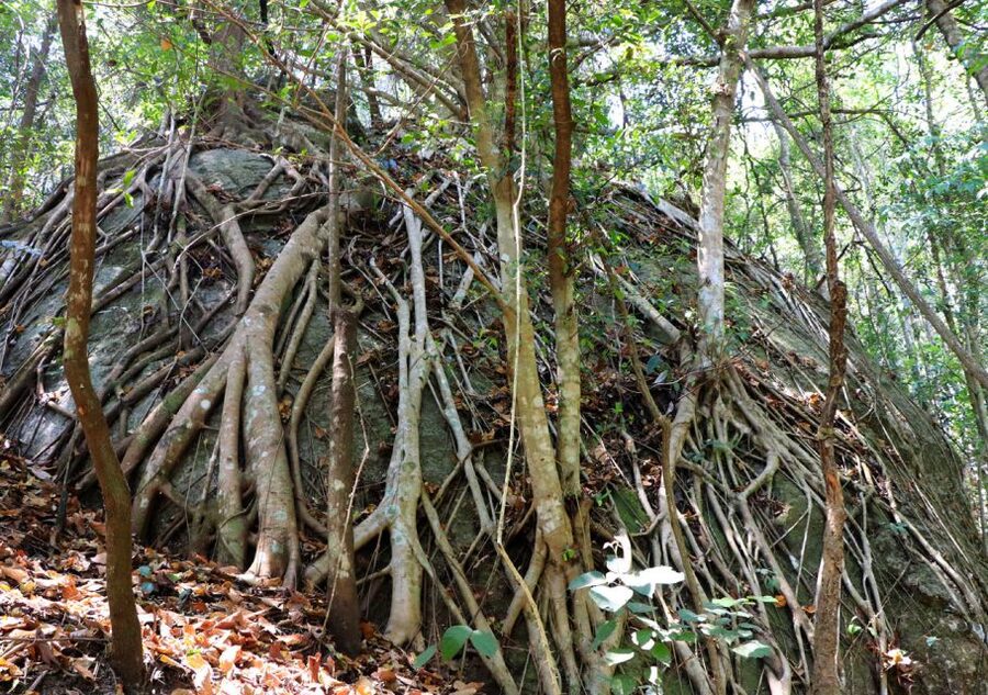 From Chiang Mai: Doi Inthanon National Park Hiking Tour - From Chiang Mai Into Doi Inthanon National Park: How the Day Flows