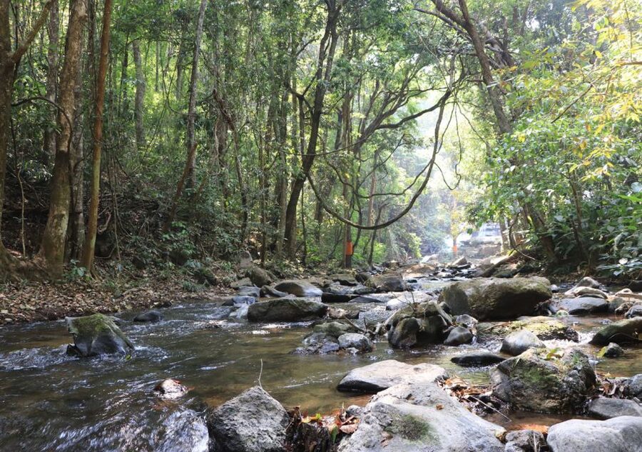 From Chiang Mai: Doi Inthanon National Park Hiking Tour - The 4 km Nature Trail: Pine Restoration, Shady Valleys, and Wildlife Odds