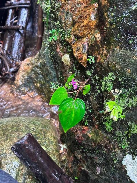 From Chiang Mai: Doi Saket Hiking Tour with Lunch - Who This Tour Suits Best (and Who Should Skip It)