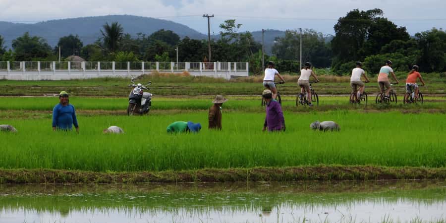 From Chiang Mai: Mae Taeng Valley Hike & Bike Day Trip - Lunch in the Countryside: Thai Food at a Restaurant or Private House