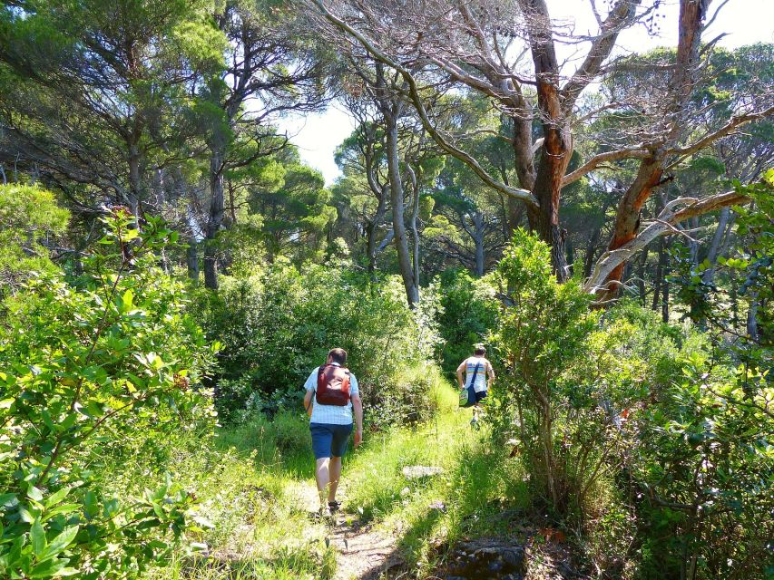 From Dubrovnik: Hiking & Swimming on Koločep Island Day Trip - Swimming and Cliff Jumps: How the Tour Handles Cooling Off