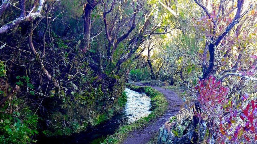 From Funchal: Madeira Lakes Levada Guided Hike - Levada do Alecrim: Why This Hike Works So Well on Madeira