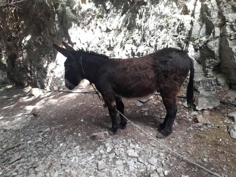 From Georgioupoli: Easy Hiking Day-Trip to Imbros Gorge - Who this tour suits best (and who should skip it)