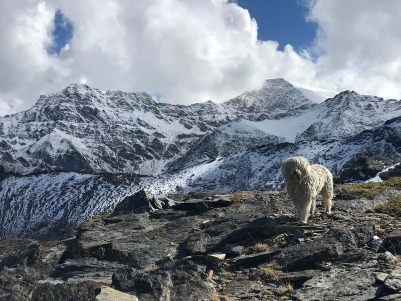 From Granada: High Sierra Nevada hiking experience - The guide (Jaime) and the dog duo (Kai): why this feels personal