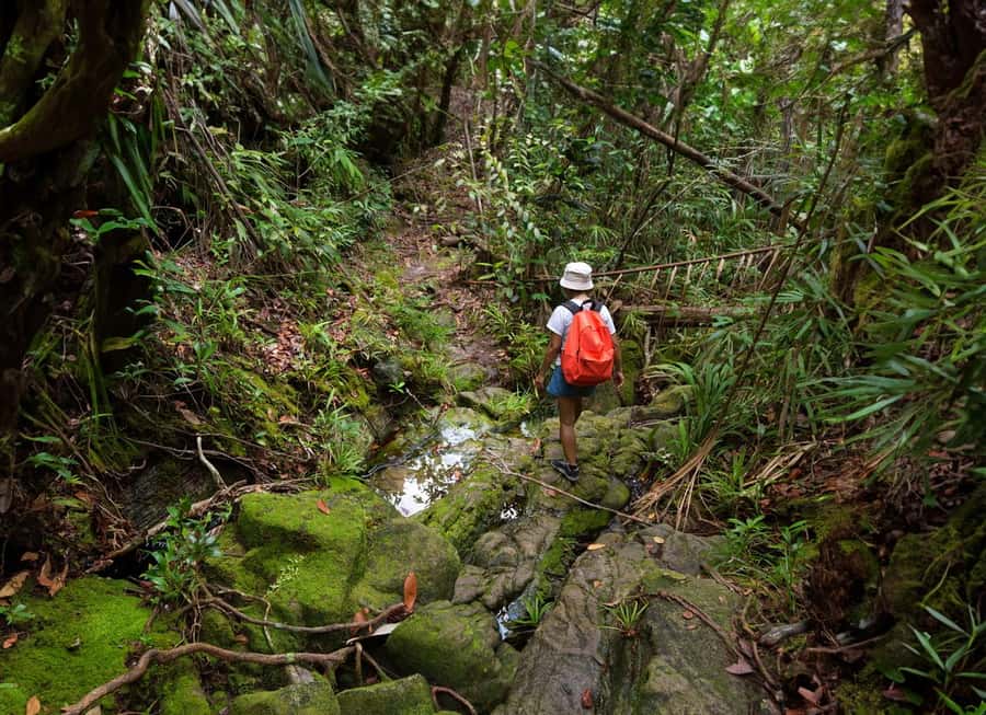 From Khao Lak: Khao Sok Jungle Hike & River Tour - From Khao Lak to Khao Sok: the smooth setup for a full day