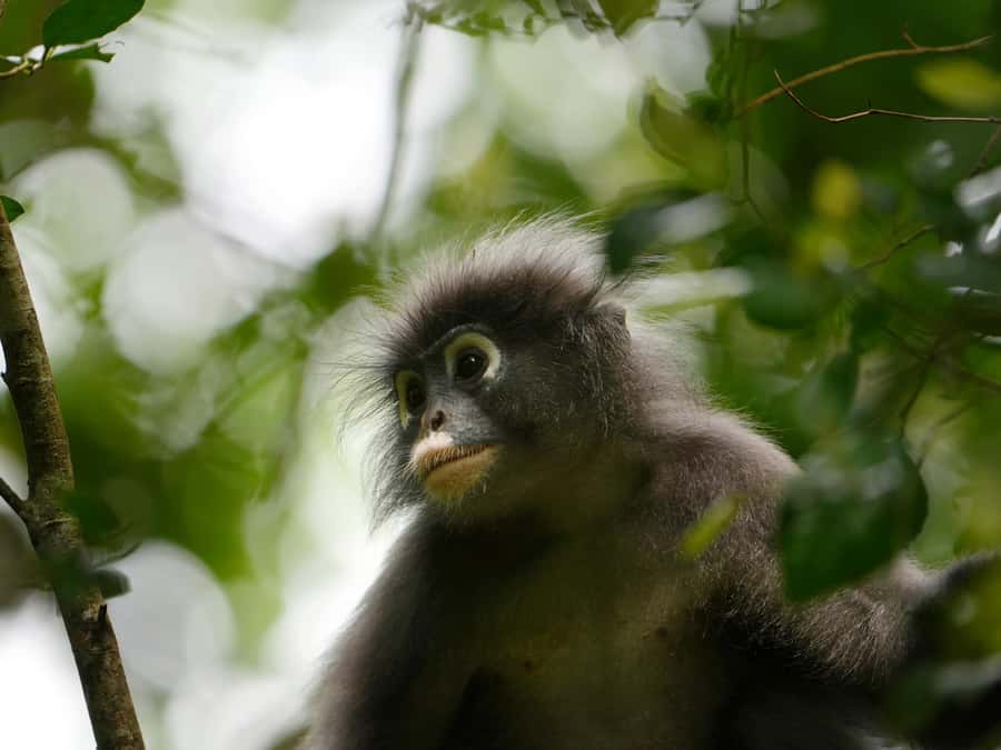 From Khao Lak: Khao Sok Jungle Hike & River Tour - Traditional Thai lunch with fruits, soft drinks, and real fuel