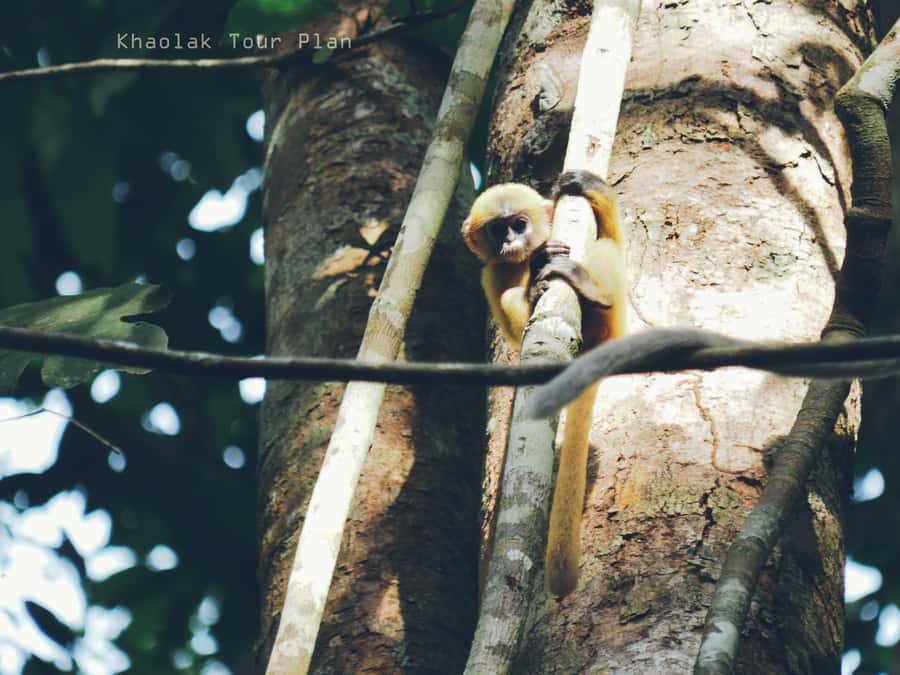 From Khao Lak: Khao Sok Jungle Hike & River Tour - Khao Sok View Point: the photo payoff that makes the morning worth it