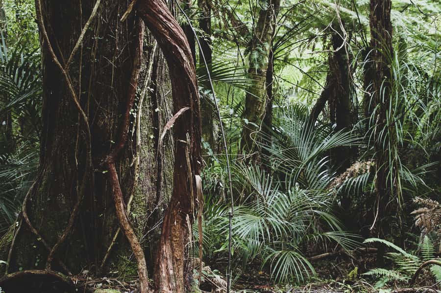 From Khao Lak: Khao Sok Jungle Hike & River Tour - Booking checklist: what to pack so you enjoy every part