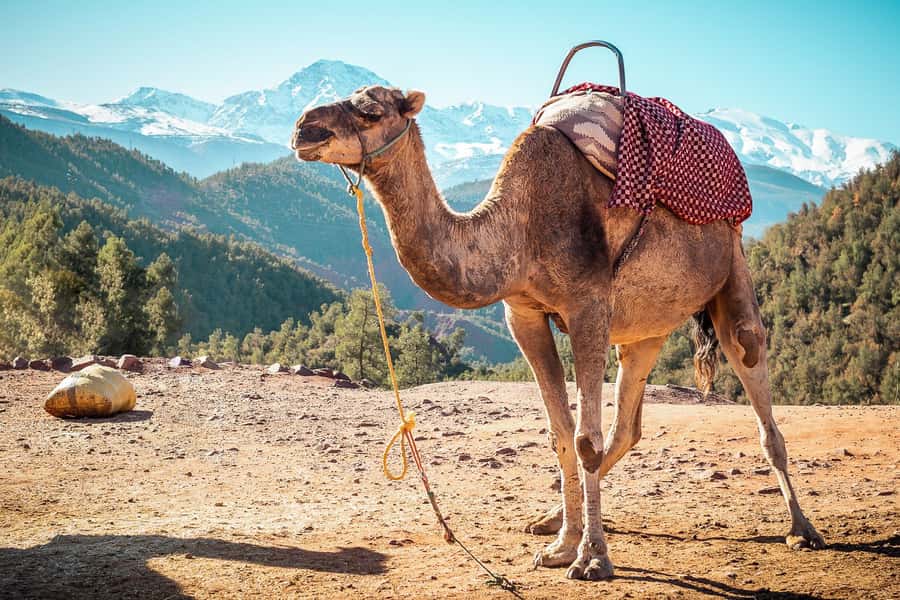 From Marrakech: Atlas Mountains Full-Day Hiking Trip w Lunch - Guides on This Trip: What Makes the Day Feel Personal