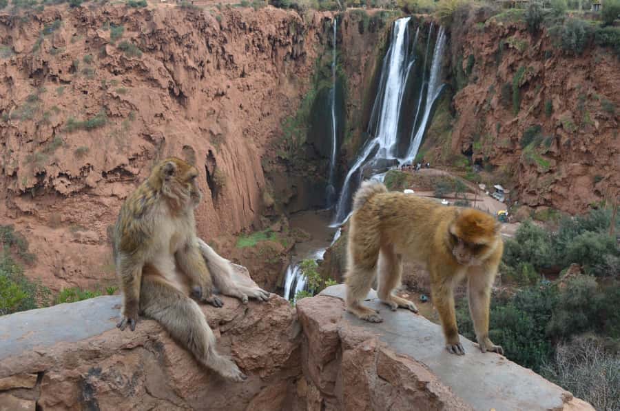 From Marrakech: Ouzoud Waterfalls Guided Hike and Boat Tour - Berber Houses and Argan Oil: A Cultural Stop That Doesn’t Feel Tacked On