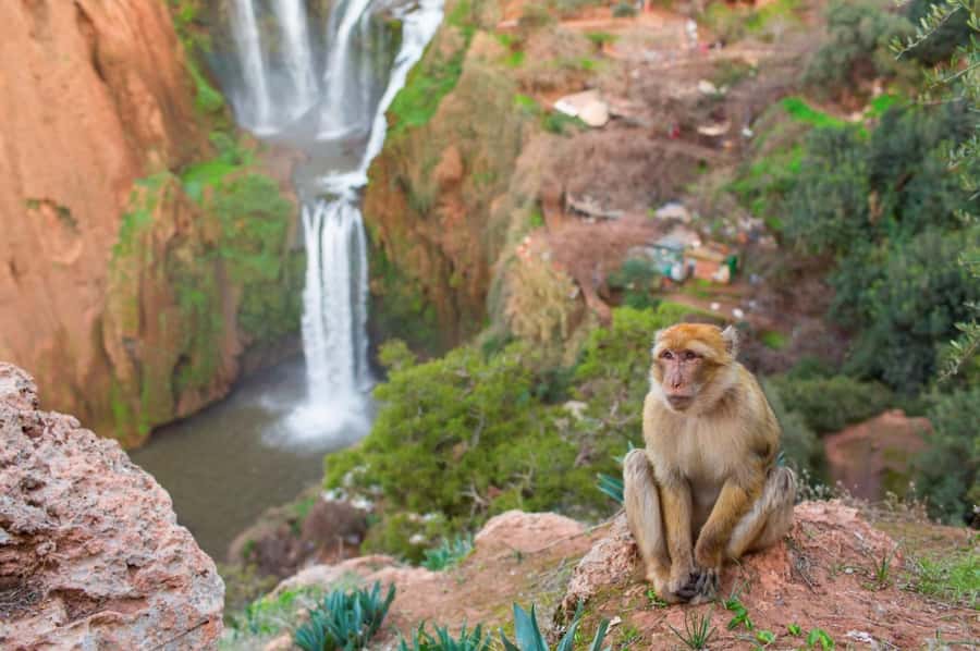 From Marrakech: Ouzoud Waterfalls Guided Hike and Boat Tour - Boat Trip for €2: The Cool-Off Moment That Changes Everything
