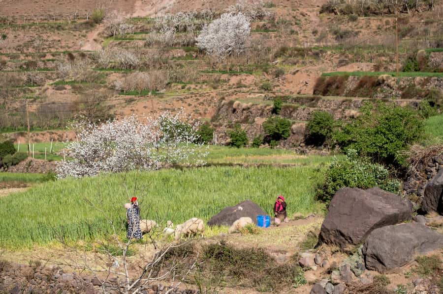 From Marrakesh: Atlas Mountains Talamrout Summit Day Hike - Summit View: Toubkal, the Imenane Valley, and Villages Below