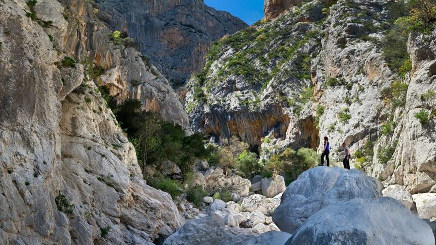 From Orosei or Dorgali: Gorropu Canyon Guided Hike - Wildlife and Endemic Plants: What You’ll Actually Look For