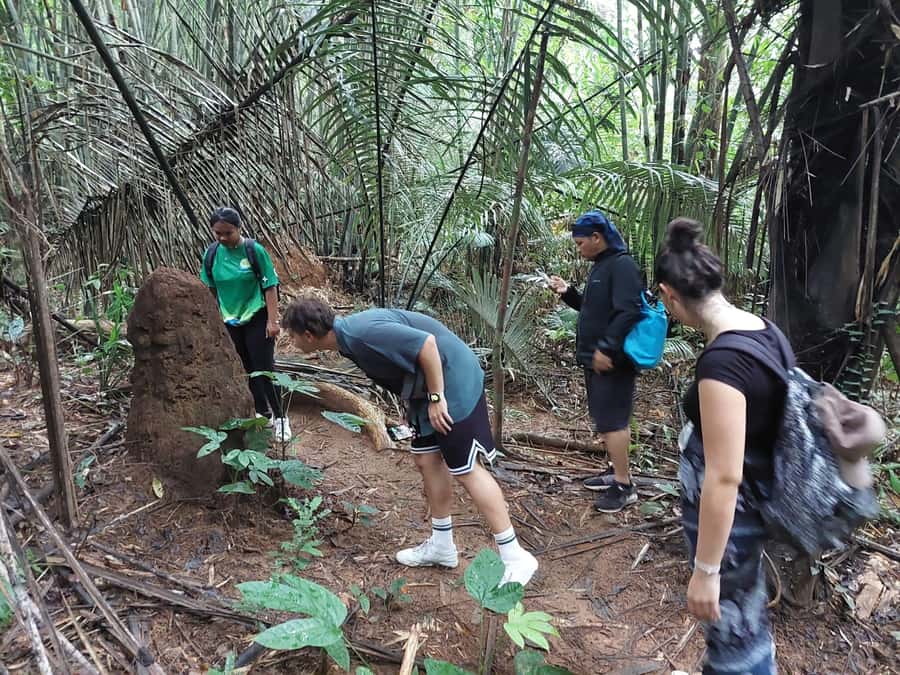 From Phuket: Guided Rainforest Hike with Lunch - Key Things That Make This Phuket Rainforest Day Work