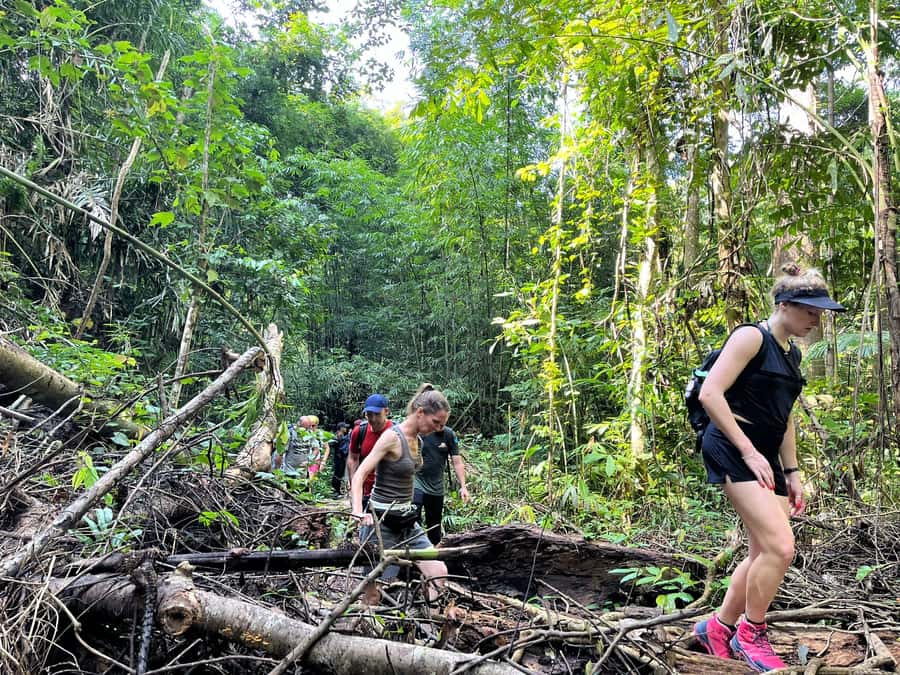 From Phuket: Guided Rainforest Hike with Lunch - Wildlife, Insects, and That Jungle Sound You Can’t Fake
