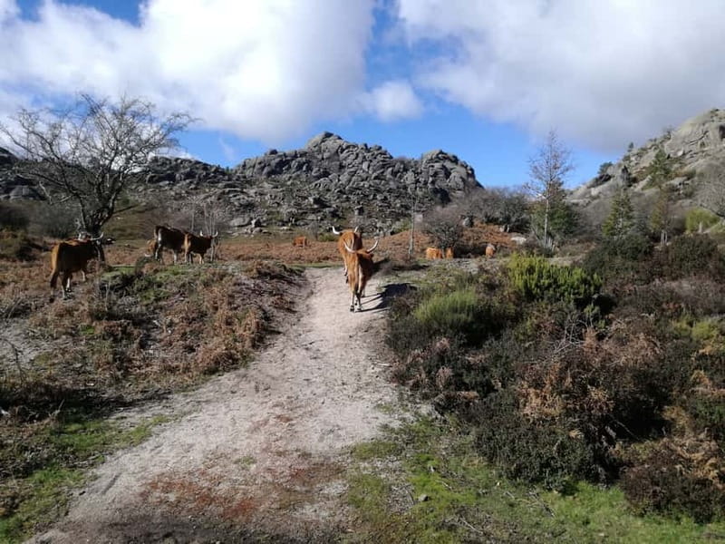 From Porto: Hike & Swim in Gerês National Park - From Porto to Peneda-Gerês: Why this hike-and-swim day works